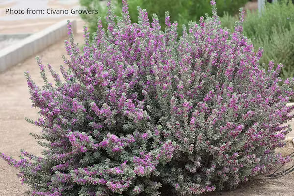 Texas Sage (Leucophyllum frutescens) 15 gallon "ARIZONA ONLY"