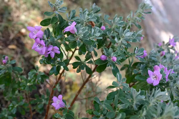 Texas Sage (Leucophyllum frutescens) 15 gallon "ARIZONA ONLY"