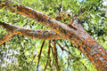 Evergreen ELM Tree 15 Gallon "ARIZONA ONLY" October-November 2026 special Limited Availability