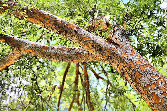 Evergreen ELM Tree 15 Gallon "ARIZONA ONLY"