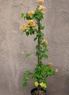 Wholesale plants 5-10 gallons