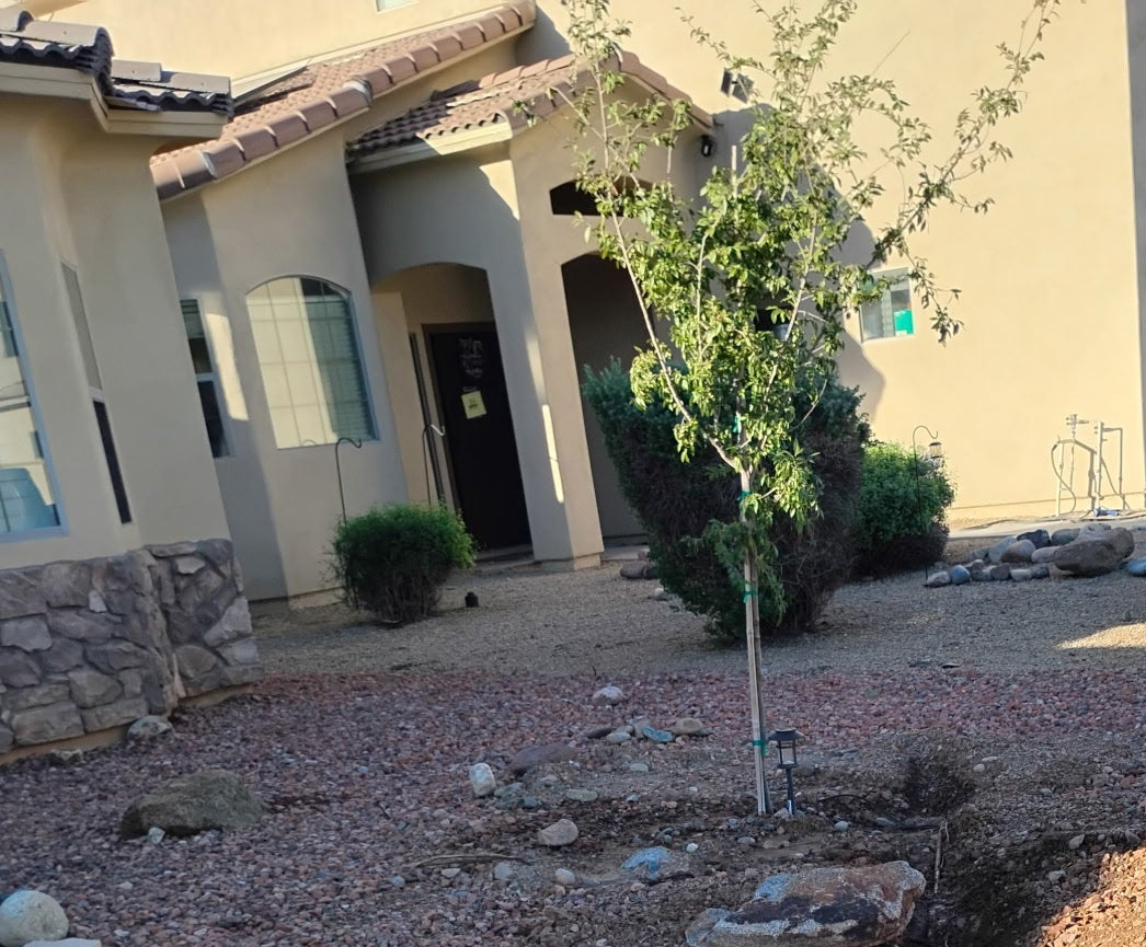 Evergreen ELM Tree 15 Gallon "ARIZONA ONLY"