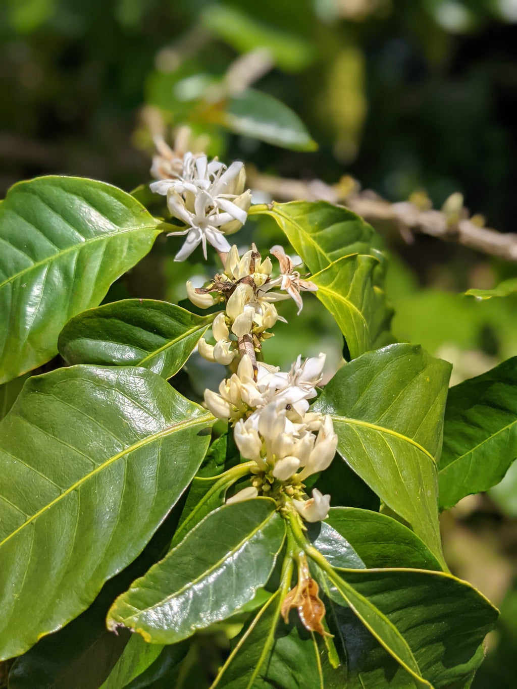 "Coffee Beans" From The Tropical Forests of Puerto Rico!!! Honey, Arabic Medium Roast & Limited Time Pumpkin Spice.                          "Variety 3 Pack" 8 ounces Per Bag.