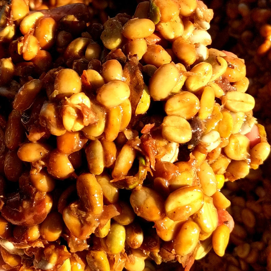 "Coffee Beans" From The Tropical Forests of Puerto Rico!!! Honey, Arabic Medium Roast & Limited Time Pumpkin Spice.                          "Variety 3 Pack" 8 ounces Per Bag.