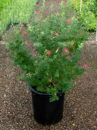 Wholesale plants 5-10 gallons