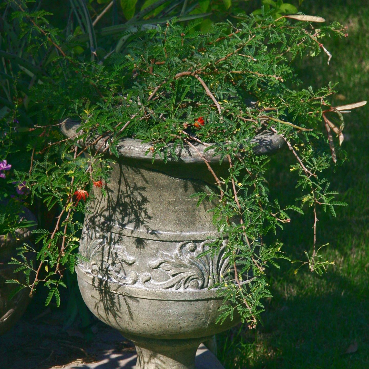 Wholesale plants 5-10 gallons