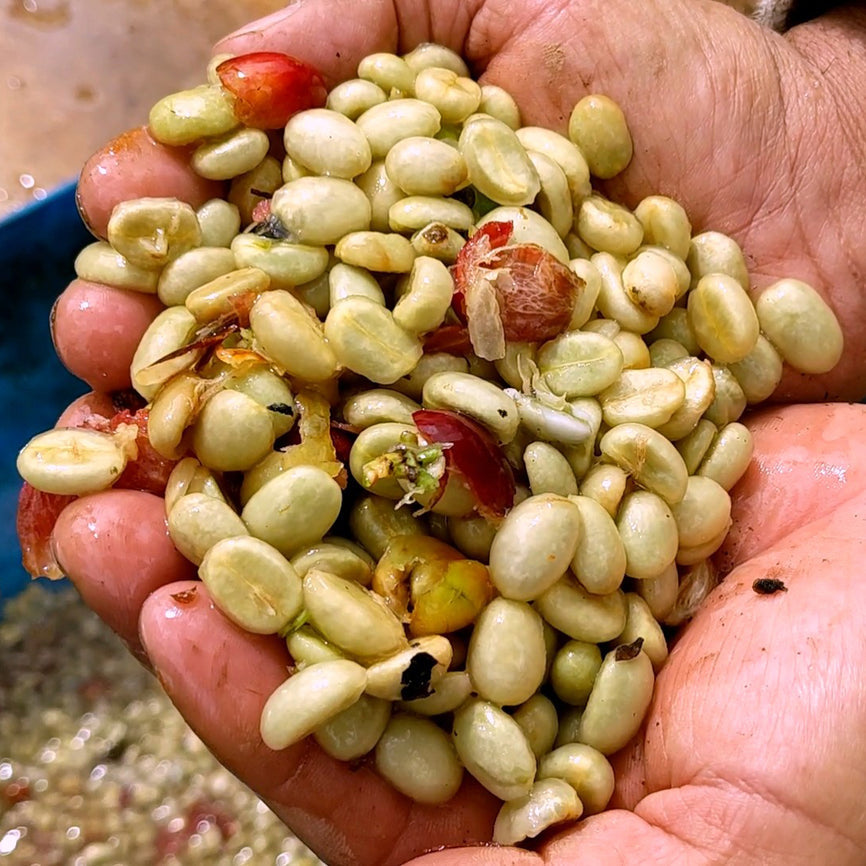 "Coffee Beans" From The Tropical Forests of Puerto Rico!!! Honey, Arabic Medium Roast & Limited Time Pumpkin Spice.                          "Variety 3 Pack" 8 ounces Per Bag.