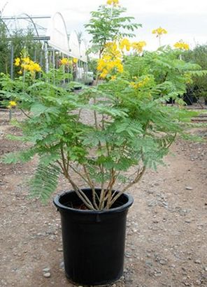 Wholesale plants 5-10 gallons